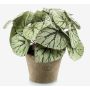 Artificial plant, leaf begonia MEIRA in a terracotta pot, bushy, green-grey, 10"/25cm