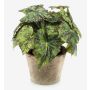 Artificial plant: MEIRA leaf begonia in a terracotta pot, bushy, green-black, 10"/25cm