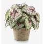 Artificial plant: MEIRA leaf begonia in a terracotta pot, bushy, green-pink, 10"/25cm