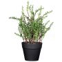 DURNAS artificial kitchen herb (thyme) in a decorative pot, green, 24cm