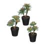 Artificial succulent arrangement DRULKE in a decorative pot, 3 pieces, green-pink, 8.3"-9.1"/21-23cm