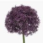 Artificial Allium flower, PRAXEN, dark purple, 90 cm