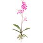 Decorative Phalaenopsis orchid MALZA, spike, roots, cerise, 22"/55cm