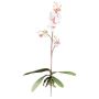 Decorative Phalaenopsis orchid MALZA, spike, roots, white-purple, 22"/55cm