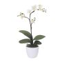 Decorative Phalaenopsis orchid MALZA, spike, roots, cream, 22"/55cm