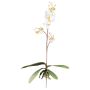 Decorative Phalaenopsis orchid MALZA, spike, roots, cream, 22"/55cm