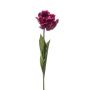False parrot tulip LIOMARA, dark purple, 26"/65cm