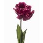 False parrot tulip LIOMARA, dark purple, 26"/65cm