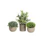 Artificial arrangement LAVADA made of boxwood, ornamental grass, butcher's broom, decorative pot, green, 4.7"-10"/12-25cm
