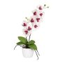 False Phalaenopsis orchid MORLEK, ceramic pot, roots, white-purple, 24"/60cm