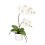 False Phalaenopsis orchid MORLEK, ceramic pot, roots, cream, 24"/60cm