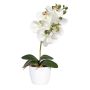 False Phalaenopsis orchid DRINTOR, ceramic pot, roots, white-green, 16"/40cm