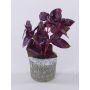 Artificial basil POLINDA in a decorative pot, burgundy, 26cm