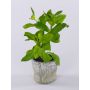 Artificial basil POLINDA in a decorative pot, green, 26cm