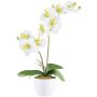 False Phalaenopsis orchid KRUZBER, ceramic pot, roots, white-green, 22"/55cm