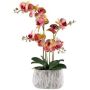 False Phalaenopsis orchid BLORVEN, cement bowl, roots, yellow-fuchsia, 22"/55cm