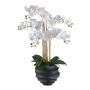 False Phalaenopsis orchid STONFER, black decorative pot, roots, white, 28"/70cm