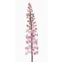 SCHENRA artificial prairie candle, pink, 95cm