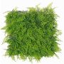 Decorative fern cypress hedge / mat DIANTA, crossdoor, 20"x20"/50x50cm