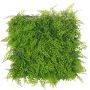 Decorative fern cypress hedge / mat DIANTA, crossdoor, 50x50cm
