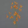 Decorative flower branch Tweedia solanoides PALLAS, orange, 70 cm, Ø 5 cm