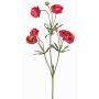 Velvet ranunculus YARIS, pink-green, 65 cm, Ø 3–4.5 cm