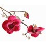 KOSTAS decorative magnolia branch, hot pink, 55 cm, Ø 6–8 cm