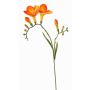 Decorative freesia ‘MARUSHA’, orange, 70 cm, Ø 6 cm