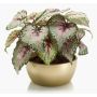 Artificial plant: KATRICE leaf begonia in a gold ceramic bowl, violet-green, 10"/25cm