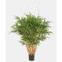 Decorative bamboo AFONSO, natural trunks, 125 cm
