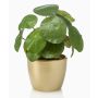 Artificial succulent ‘Chinese money plant’ SYBIL in a gold ceramic pot, green, 20cm