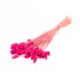 Dried grass Phalaris BRAGILA, bunch, fuchsia, 20"-30"/50-75cm, Ø4.7"/12cm