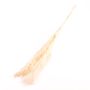Dried pampas grass ANIAMI, white, 4ft-5ft/130-140cm, Ø8"/20cm