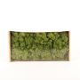 Icelandic natural moss SVEINBJÖRN, meadow green, 500g