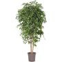 Decorative weeping fig LUDGARDIS, natural stems, green, 4ft/125cm - Made in Italy