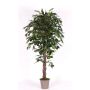 Artificial Ficus Benjamina AMANCIO, natural stems, green, 6ft/175cm - Made in Italy