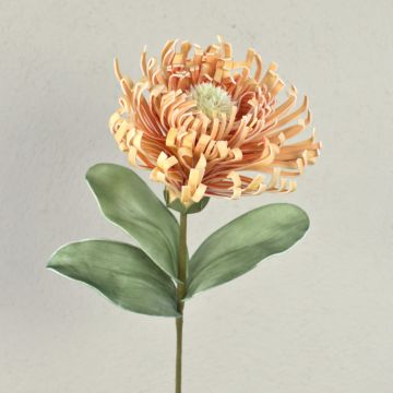 Decorative pincushion protea ISLARTINA, cream-apricot, 30"/75cm Decorative pincushion protea ISLARTINA, cream-apricot, 30"/75cm