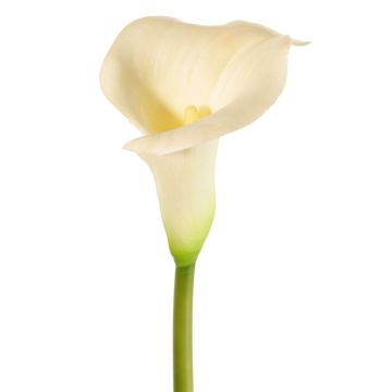 MIRAC artificial calla lily, cream, 75 cm, 12 x 15 cm MIRAC artificial calla lily, cream, 75 cm, 12 x 15 cm