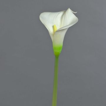 MIRAC artificial calla lily, cream, 75 cm, 12 x 15 cm MIRAC artificial calla lily, cream, 75 cm, 12 x 15 cm