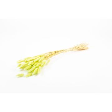 Dried grass BORKA, Lagurus bunch, light green, 22"-30"/55-75cm, Ø4.7"/12cm
