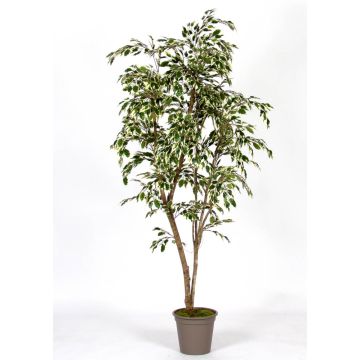 Artificial weeping fig LISEROSE, real stems, green-white, 6ft/180cm - Made in Italy Artificial weeping fig LISEROSE, real stems, green-white, 6ft/180cm - Made in Italy