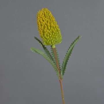 Decorative artificial Banksia robur flower EREDIN, yellow-green, 70cm, Ø7cm Decorative artificial Banksia robur flower EREDIN, yellow-green, 70cm, Ø7cm