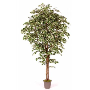 Artificial tree Ficus Benjamina LINETTE, natural stems, green-white, 3ft/100cm - Made in Italy