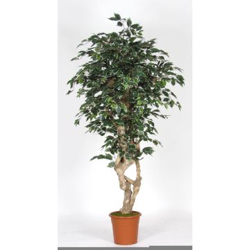 Synthetic Ficus Benjamina SILENO, real stem, green-white, 6ft/175cm - Made in Italy