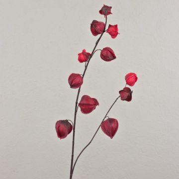Decorative physalis branch MARCY, fruits, burgundy-red, 3ft/95cm
