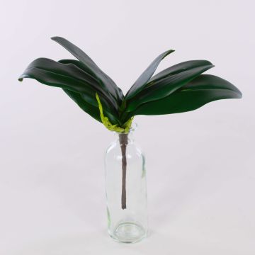 Decorative Phalaenopsis orchid leaves DAPHI, aerial roots, 11"x13"/29x33cm Decorative Phalaenopsis orchid leaves DAPHI, aerial roots, 11"x13"/29x33cm