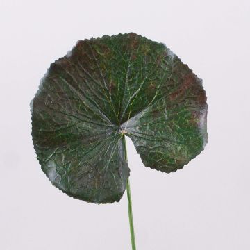 Artificial geranium leaf HEIDEGARD, green-red, 15"/38cm, Ø4.3"/11cm Artificial geranium leaf HEIDEGARD, green-red, 15"/38cm, Ø4.3"/11cm