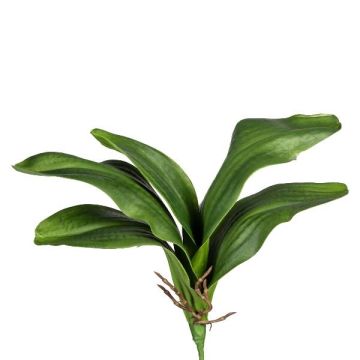 Decorative leaves: Phalaenopsis orchid DRANFOL, support stick, aerial roots, 14"/35cm Decorative leaves: Phalaenopsis orchid DRANFOL, support stick, aerial roots, 14"/35cm