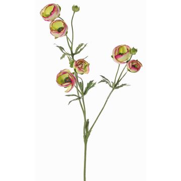 Velvet ranunculus YARIS, green-pink, 65 cm, Ø 3–4.5 cm Velvet ranunculus YARIS, green-pink, 65 cm, Ø 3–4.5 cm