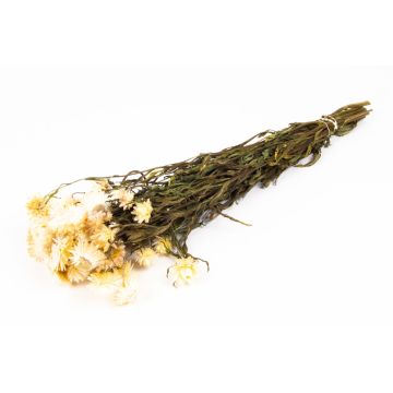 Dried bouquet of Italian strawflowers ALMINKA, white-cream, 20"-24"/50-60cm, Ø6"/15cm